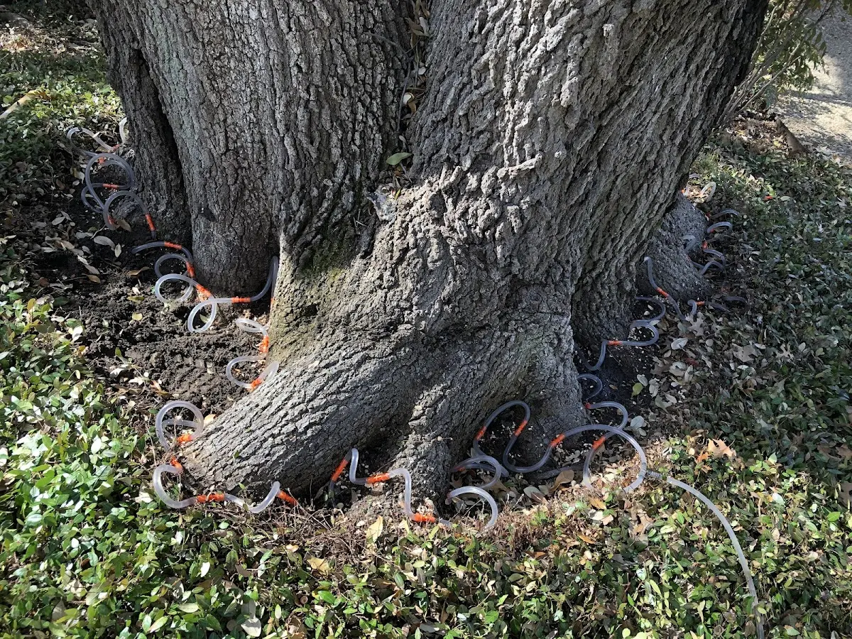 Detailed Tree Cabling and Bracing job site in Idaho City